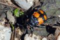 Nicrophorus vespilloides